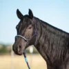 Classic Equine Tri-Tone Halter With Lead
